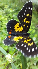 Chlosyne poecile
