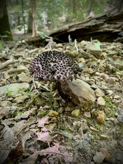 Strobilomyces strobilaceus