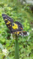 Chlosyne poecile