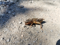 Gryllotalpa gryllotalpa