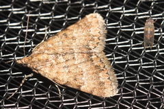Dichromodes