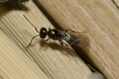 Platygastridae