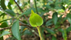 Cypripedium acaule