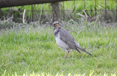 Turdus atrogularis