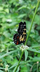 Chlosyne poecile