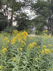 Solidago gigantea