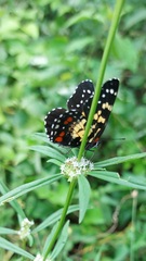 Chlosyne poecile