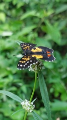 Chlosyne poecile