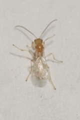 Braconidae