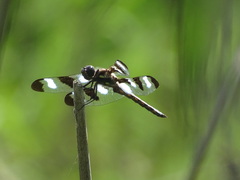 Libellula pulchella