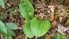 Cypripedium acaule