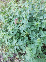 Origanum vulgare