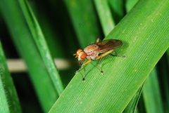Tetanocera