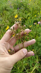 Pilosella novosibirskensis