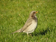 Turdus atrogularis