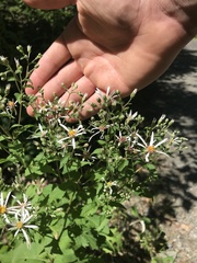 Eurybia