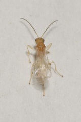 Braconidae