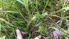 Pilosella novosibirskensis