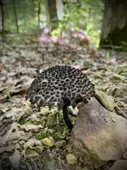 Strobilomyces strobilaceus