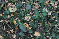 Asarum europaeum
