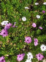 Dimorphotheca ecklonis