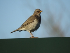 Turdus atrogularis