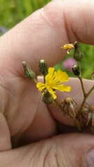 Pilosella novosibirskensis