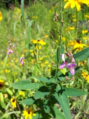 Desmodium canadense