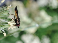 Melanostoma mellinum