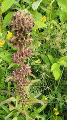 Campanula cervicaria