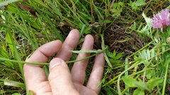 Pilosella novosibirskensis