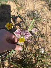 Gladiolus watermeyeri