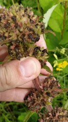 Campanula cervicaria