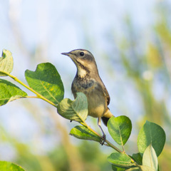 Luscinia svecica