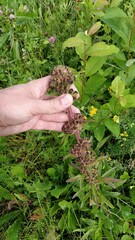 Campanula cervicaria