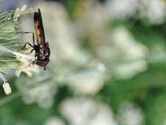 Melanostoma mellinum