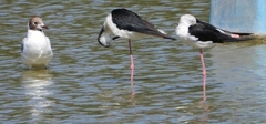 Himantopus himantopus