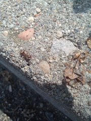 Formica cinerea