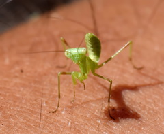 Hierodula transcaucasica