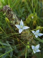 Lomatogonium carinthiacum
