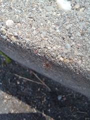 Formica cinerea