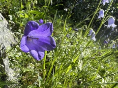 Campanula rotundifolia