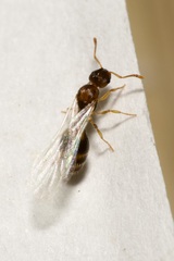 Temnothorax