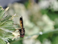 Melanostoma mellinum