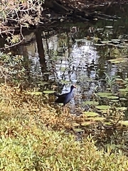 Porphyrio melanotus