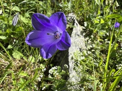 Campanula rotundifolia