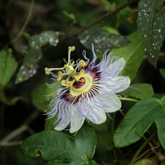 Passiflora caerulea