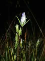 Lomatogonium rotatum