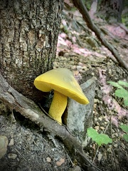 Retiboletus ornatipes