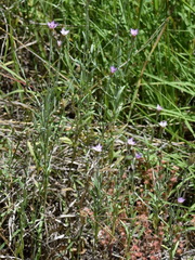 Xeranthemum cylindraceum